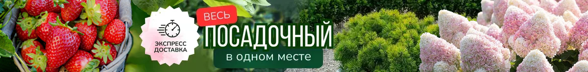 гортензии